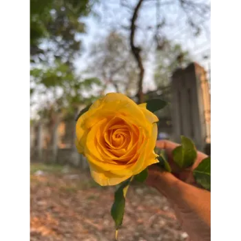 Fresh Yellow Rose 